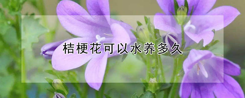 桔梗花可以水養多久