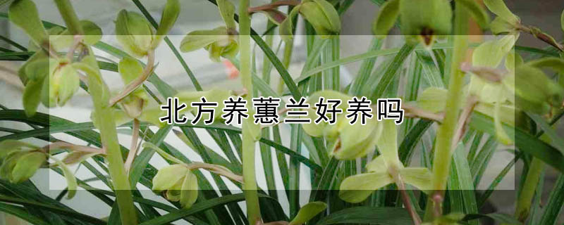 北方養(yǎng)蕙蘭好養(yǎng)嗎