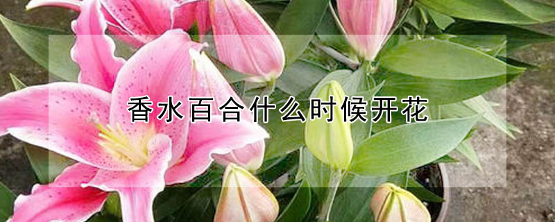 香水百合什么時(shí)候開花