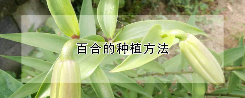 百合的種植方法