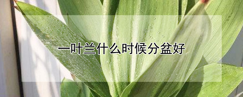 一葉蘭什么時候分盆好