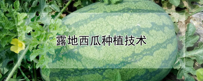 露地西瓜種植技術