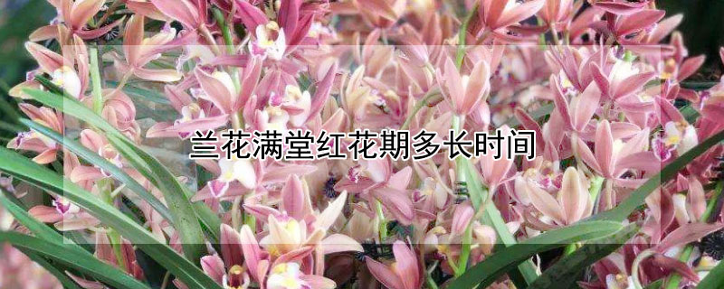 蘭花滿堂紅花期多長時間