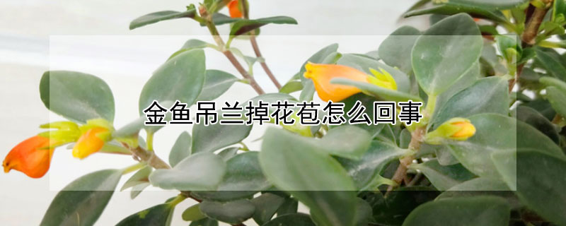 金魚吊蘭掉花苞怎么回事