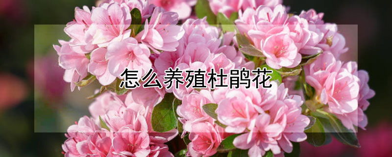 怎么養殖杜鵑花