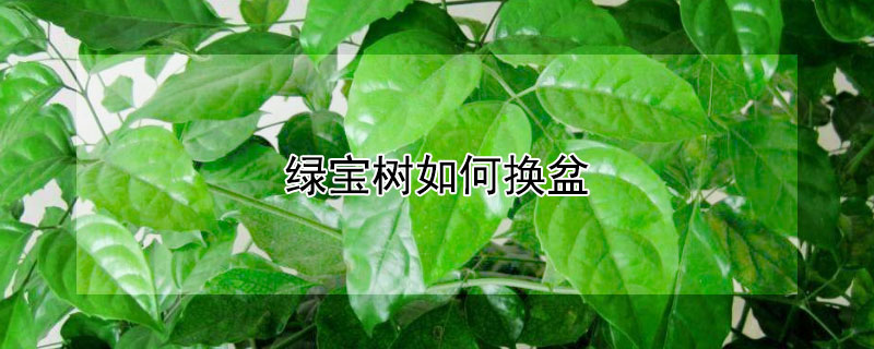 綠寶樹如何換盆