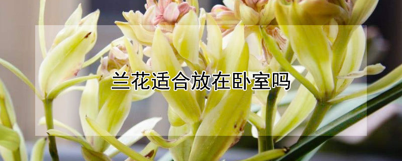 蘭花適合放在臥室嗎