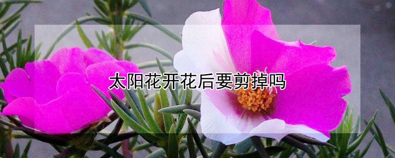 太陽花開花后要剪掉嗎