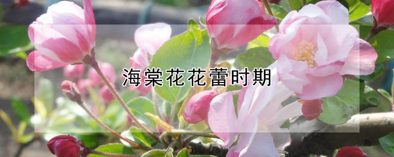 海棠花花蕾時期