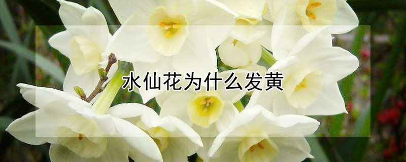 水仙花為什么發黃