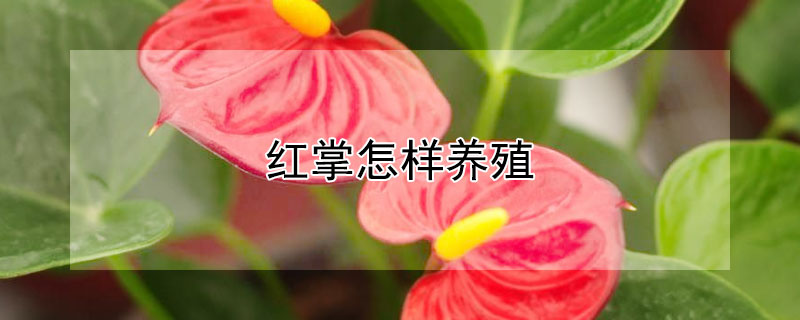 紅掌怎樣養(yǎng)殖