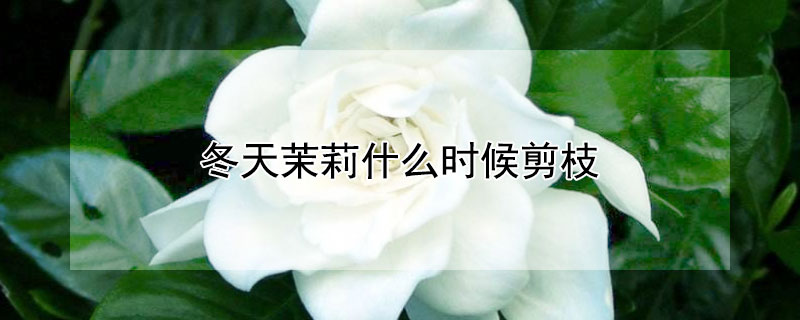 冬天茉莉什么時候剪枝