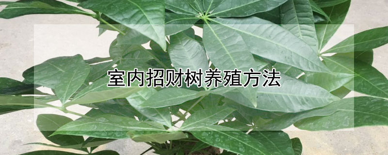 室內(nèi)招財(cái)樹(shù)養(yǎng)殖方法