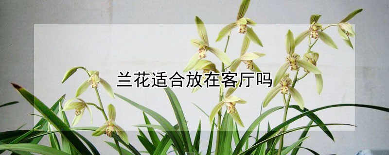 蘭花適合放在客廳嗎