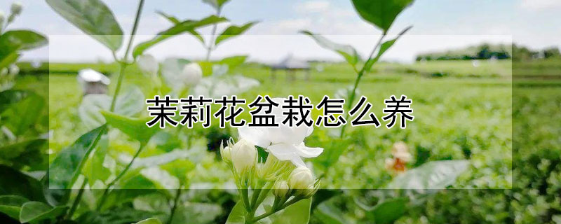 茉莉花盆栽怎么養