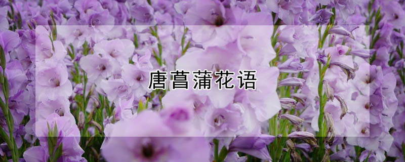 唐菖蒲花語