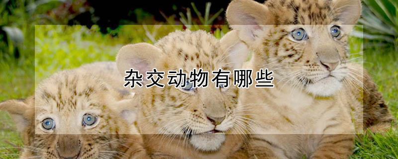 雜交動物有哪些