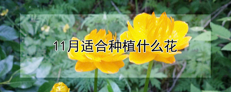 11月適合種植什么花