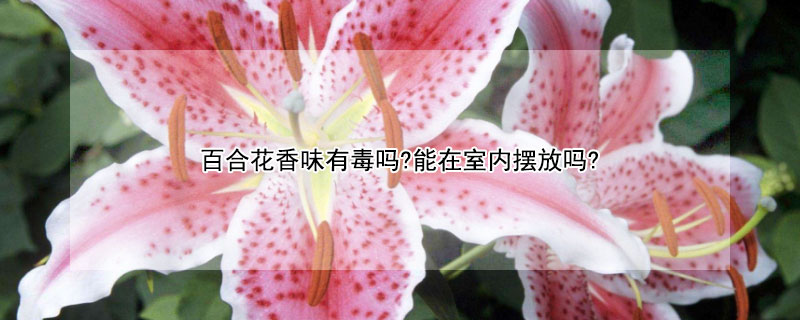 百合花香味有毒嗎?能在室內擺放嗎?