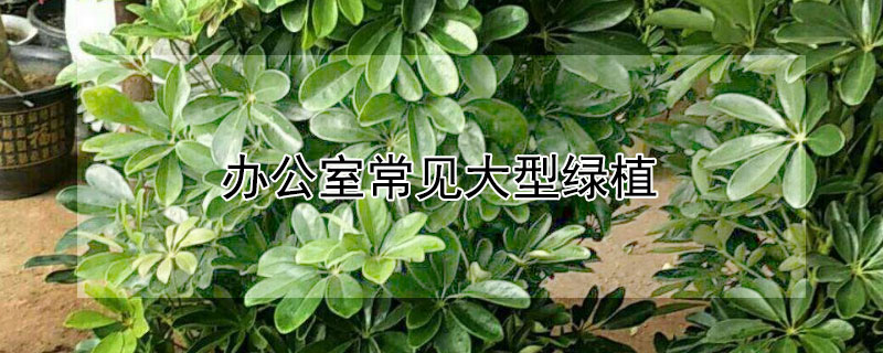 辦公室常見大型綠植