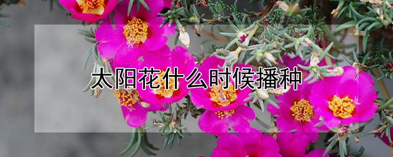 太陽花什么時候播種