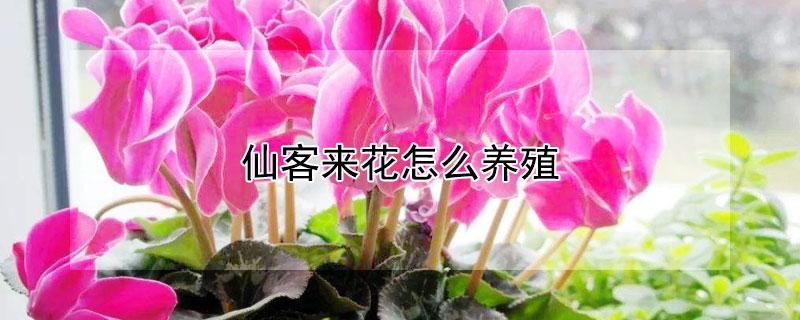 仙客來花怎么養(yǎng)殖