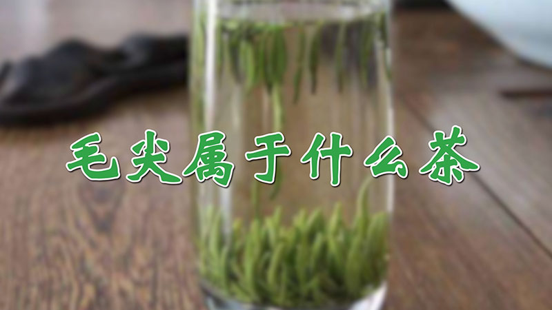 毛尖屬于什么茶