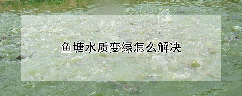 魚塘水質(zhì)變綠怎么解決