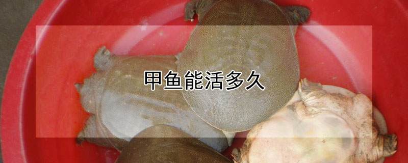 甲魚能活多久