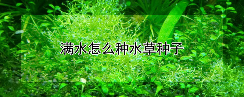 滿水怎么種水草種子