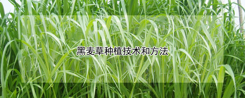 黑麥草種植技術(shù)和方法