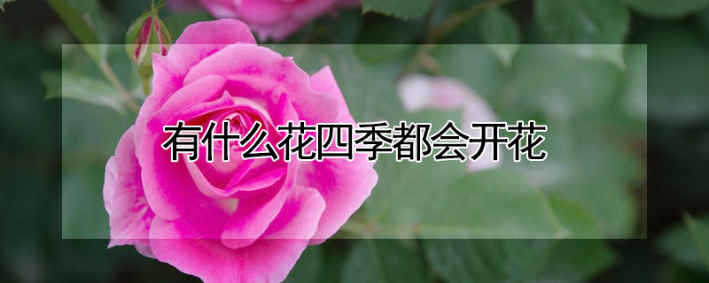 有什么花四季都會開花