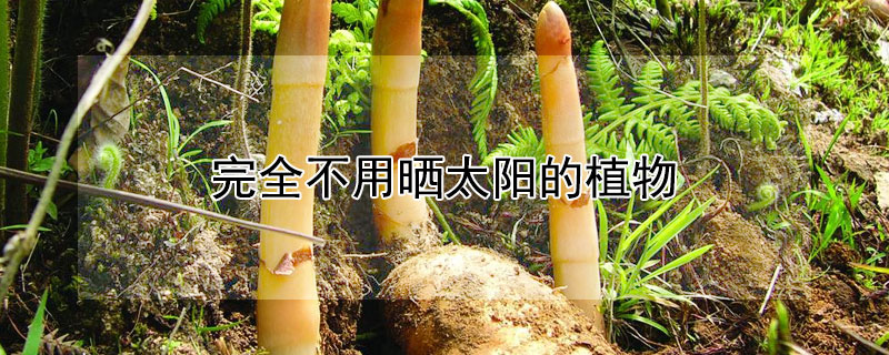 完全不用曬太陽的植物