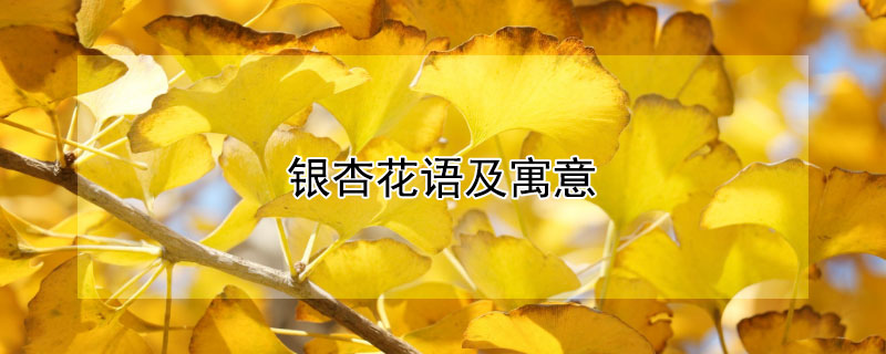 銀杏花語(yǔ)及寓意