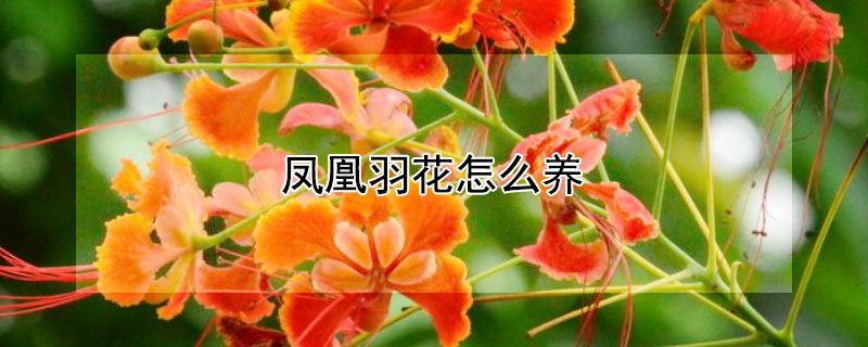 鳳凰羽花怎么養(yǎng)