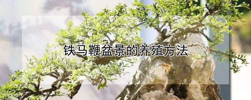 鐵馬鞭盆景的養殖方法