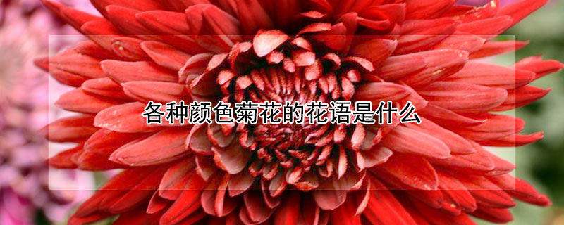 各種顏色菊花的花語是什么