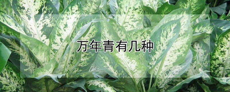 萬年青有幾種