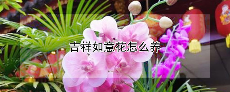 吉祥如意花怎么養(yǎng)