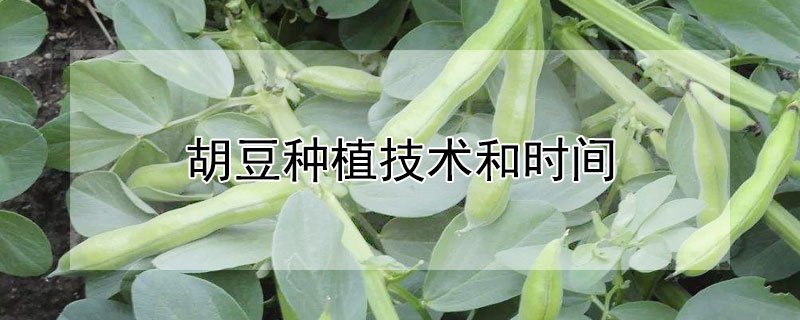 胡豆種植技術和時間