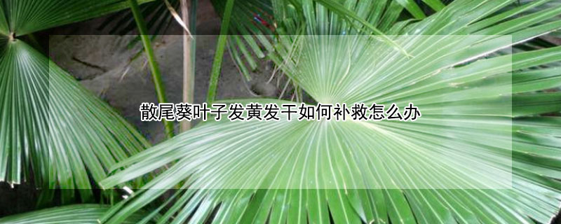 散尾葵葉子發(fā)黃發(fā)干如何補救怎么辦