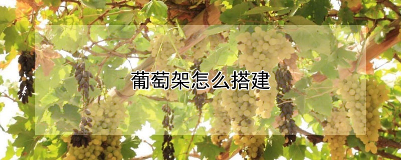 葡萄架怎么搭建