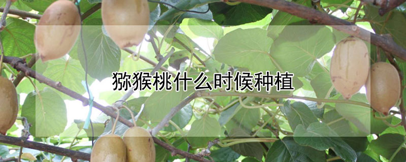 獼猴桃什么時(shí)候種植