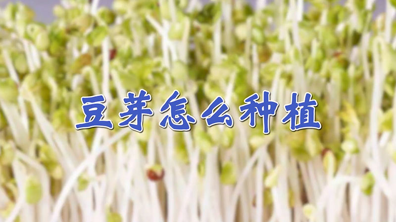 豆芽怎么種植