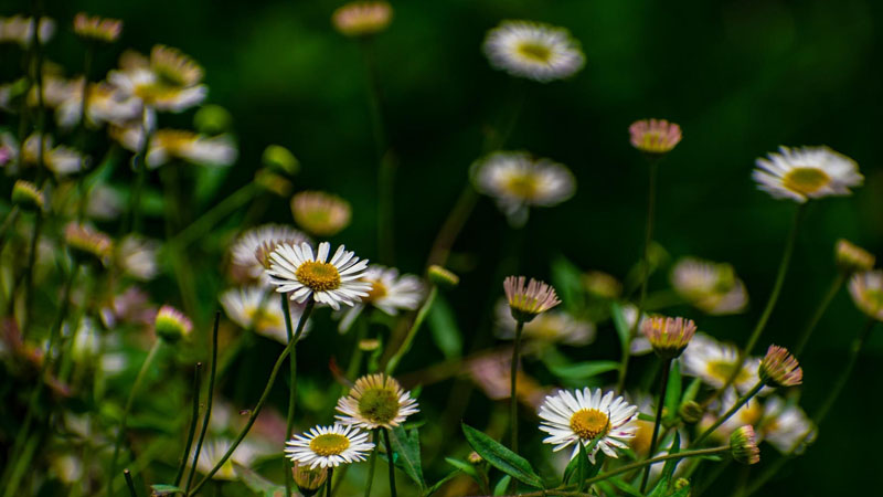 白雛菊花語