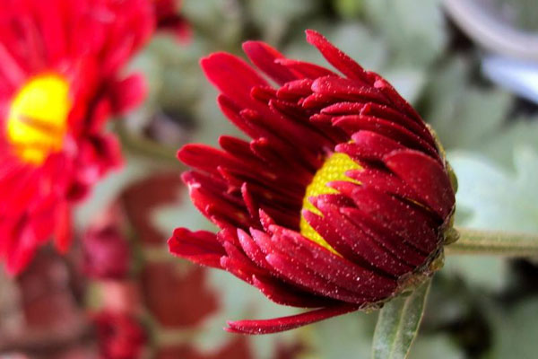 紅菊花花語