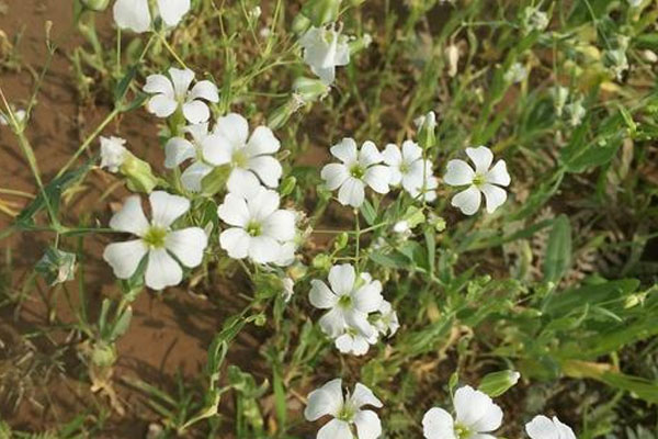 白色滿天星的花語