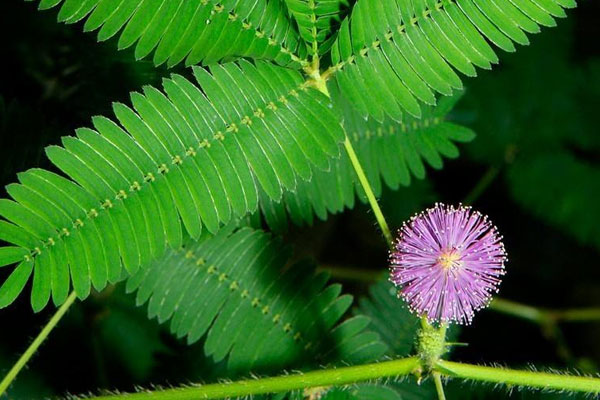 含羞草會開花嗎