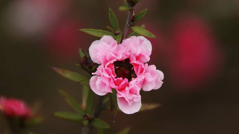 松紅梅花語(yǔ)