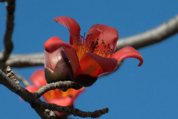 木棉花的花語(yǔ)是什么